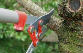 Tree Trimming