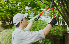 Tree Services